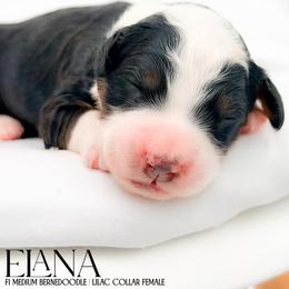 Elana - Tri-color female Bernedoodle puppy in Tipton, Indiana from Country Creek Doodles