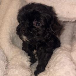 BlackBerry - Black female Cavapoo puppy in El Sobrante, California from Mckendra's Legacy