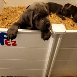 Cane Corso Puppies from Southern Sugar Cane Corso LLC