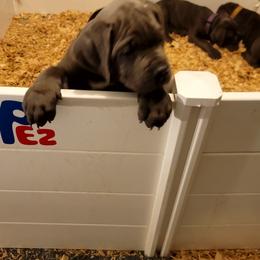 Cane Corso Puppies from Southern Sugar Cane Corso LLC