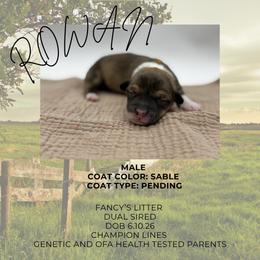 Rowan - Sable male Pembroke Welsh Corgi puppy in Elberta, Utah from 3F Farms- Pembroke Welsh Corgis and Irish Wolfhounds