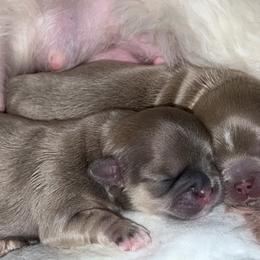 Shih Tzu Puppies from P&B Tzu Tribe