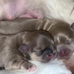 Shih Tzu Puppies from P&B Tzu Tribe