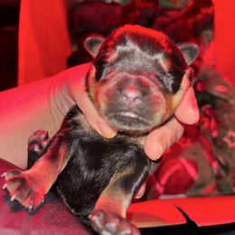 Girl 2 - Black and mahogany female Rottweiler puppy in Detroit, Michigan from Dark Storm Kennels