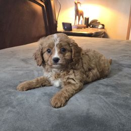 Britt - Red male Cavapoo puppy in Copan, Oklahoma from Tatums cavapoos