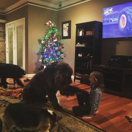 Newfoundland All Grown Up from Bourbon Water Newfoundlands
