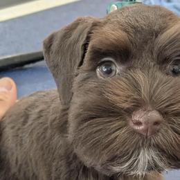Miniature Schnauzers from Cali Schnauzies
