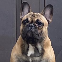 French Bulldogs from Jennifer's Frenchies