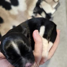 Boy 1 - Black tan and white male Biewer Terrier puppy in Dayton, Ohio from BiewerHeart Yorkies