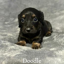 Doodle - Black and tan male Dachshund puppy in Aiken, South Carolina from Paragon Puppies