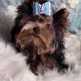 (Tiny )Darling Ami - Black and gold female Yorkshire Terrier puppy in Daggett, Michigan from Hetzel’s Enchanted Yorkies (Michigan)