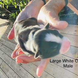 Boy 2 - male Border Collie puppy in Medford, Oregon from Pioneer Valley Border Collies