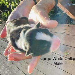 Boy 2 - male Border Collie puppy in Medford, Oregon from Pioneer Valley Border Collies