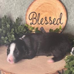 Hitch (Trailblazer) - Black tri-color male Australian Shepherd puppy in California from Eagle River Aussies