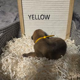 Yellow - Fawn female Great Dane puppy in Byron, Georgia from Dynamic Danes