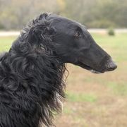 Obie - Borzoi
