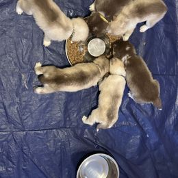 Siberian Husky Puppies from Feazell’s Siberian Huskies