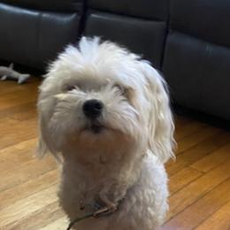 Maltese from Patti Trent