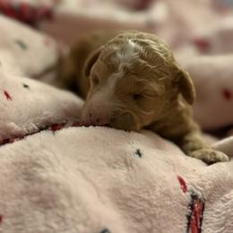 Cavapoo, Poodle, and Sheepadoodle Puppies from Oregon Poodle Oodle Doodles