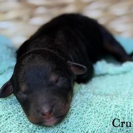 Cruise - Sable female Aussiedoodle puppy in Henry, Illinois from Rowe Farms Doodles