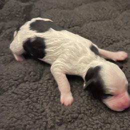 Girl 1 - Black and white Aussiedoodle puppy in Southfield, Michigan from I Love Lucy's Doodles