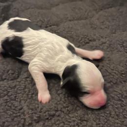 Girl 1 - Black and white Aussiedoodle puppy in Southfield, Michigan from I Love Lucy's Doodles