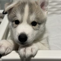 Siberian Husky Puppies from Coldwind Kennel