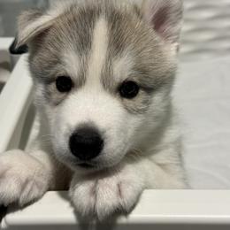 Siberian Husky Puppies from Coldwind Kennel