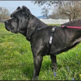 Cane Corso All Grown Up from Bane's Legacy Cane Corso