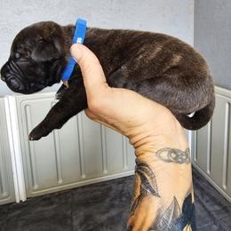 Perro de Presa Canario Puppies from PaPaws Gotta Love It Kennels