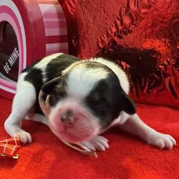 Lovebug - Tri-color female Bernedoodle puppy in Camden, North Carolina from Oopsie Doodles of NC