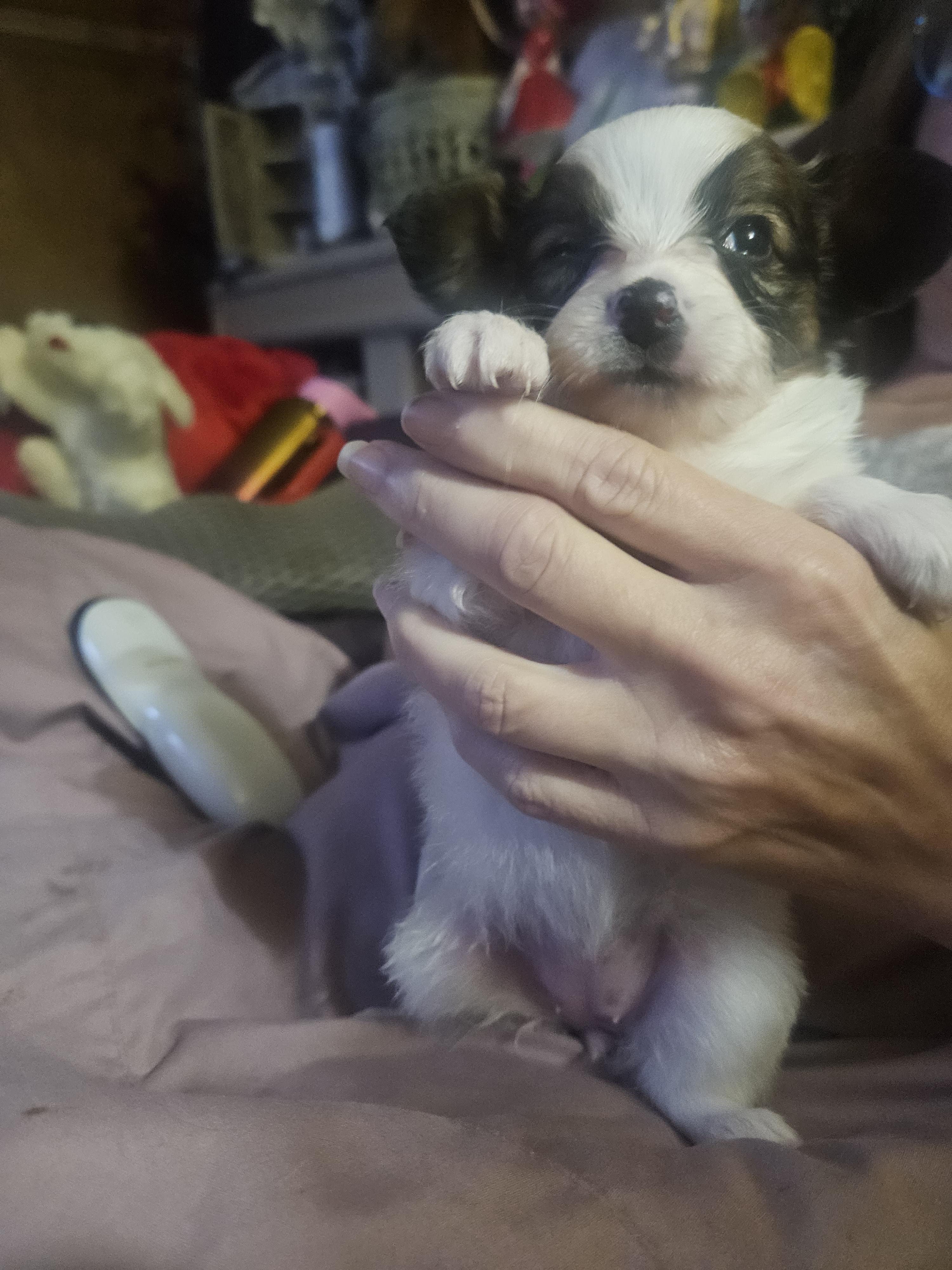 Ruby - Red white and sable female Papillon puppy in Middletown, New York from Patti's Pappi Puppies (Puppies due end of July!!!)