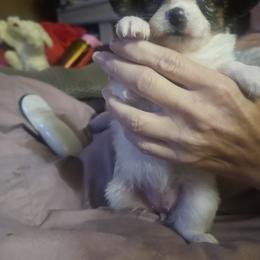 Ruby - Red white and sable female Papillon puppy in Middletown, New York from Patti's Pappi Puppies  (Puppies due end of July!!!)
