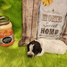 Girl 4 tan - Wirehaired Pointing Griffon puppy in Clear Spring, Maryland from Moonshine's Wirehaired Pointing Griffons