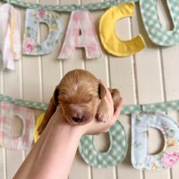 Pretzel - Apricot female Goldendoodle puppy in Montgomery, Texas from Dacus Doodles
