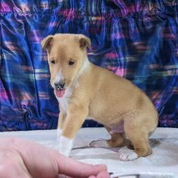 Brooks - Sable and white male Collie puppy in Dickson, Tennessee from Ceilidh Collies