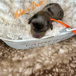 Jasper - Dapple male Dachshund puppy in Atwood, Oklahoma from Holder’s Doxie Farm