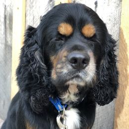 Cocker Spaniels from Wine Homestead Kennels