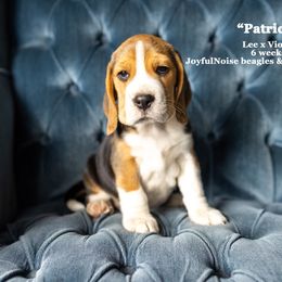 "Vi & Lee Litter - placed" Beagle Puppies from Joyful Noise Beagles