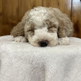 Casper - Brown and white male Bernedoodle puppy in Jacksonville, Florida from Star of the Sea Doodles