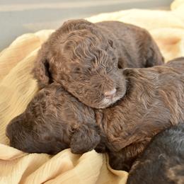 Portuguese Water Dog Puppies from Cornerstones Porties
