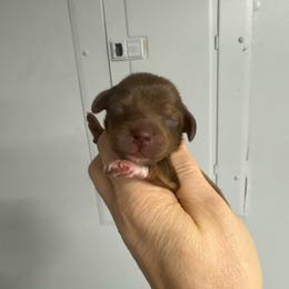 Archie - Red male Dachshund puppy in Fredericksburg, Indiana from Blue River Mini Dachshunds