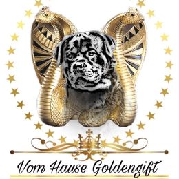 Rottweilers from Vom Hause Goldengift Rottweilers