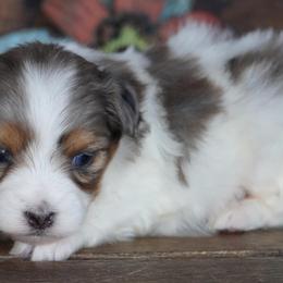 Girl 4 - Blue merle female Aussiedoodle puppy in Lawton, Oklahoma from Lindsey’s Aussies