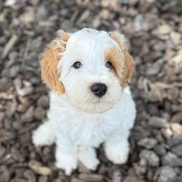 Vanilla Bean - Red  male Goldendoodle puppy in Modesto, California from Central Valley Canine Companions