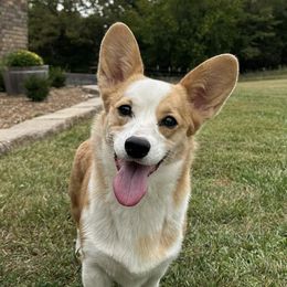 American Corgis and Pembroke Welsh Corgis from Rockin' CC Corgis
