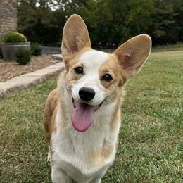 American Corgis and Pembroke Welsh Corgis from Rockin' CC Corgis