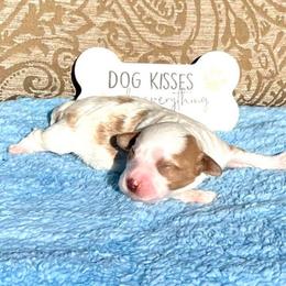 Romeo - Blenheim male Cavapoo puppy in Fort Worth, Texas from Creekwood Miniature Cavapoos