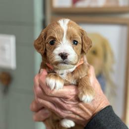 Hope - Red  female Goldendoodle puppy in Wharton, Texas from Little Fur Friends