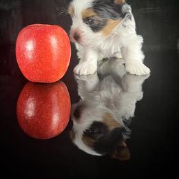 Biewer Terrier Puppies from Perfección Del Cielo Biewer Terriers